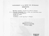 Puccinia antirrhini image